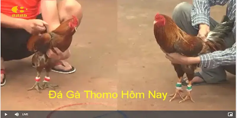 Cập nhật lịch đá gà Thomo hôm nay để theo dõi đặt cược