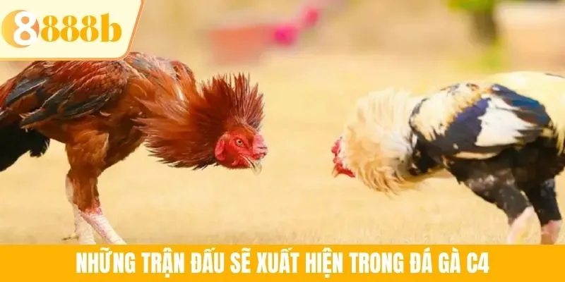 Những trận đấu sẽ xuất hiện trong đá gà C4
